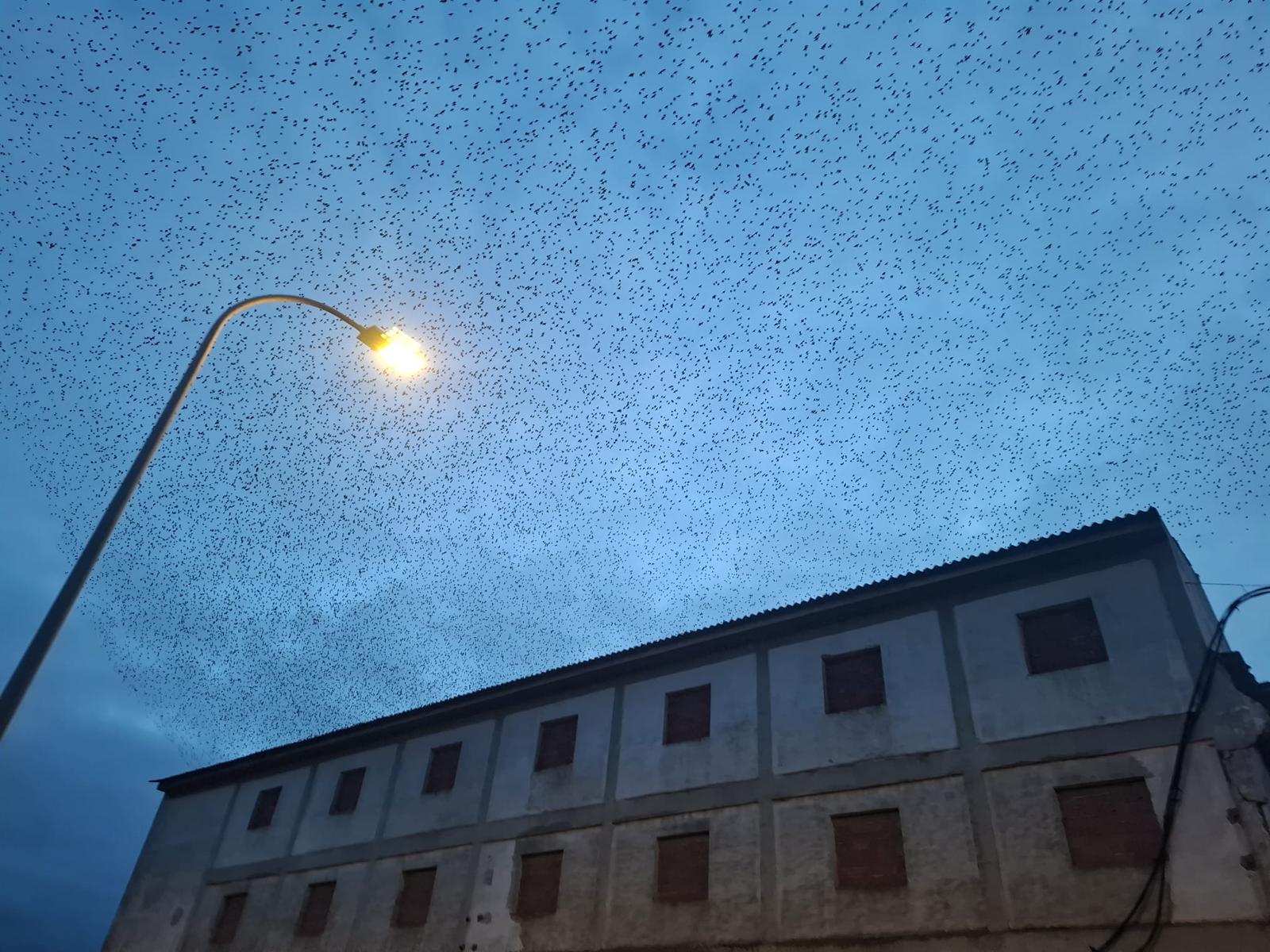 INVASIÓN DE ESTORNINOS EN VILLAFRANCA