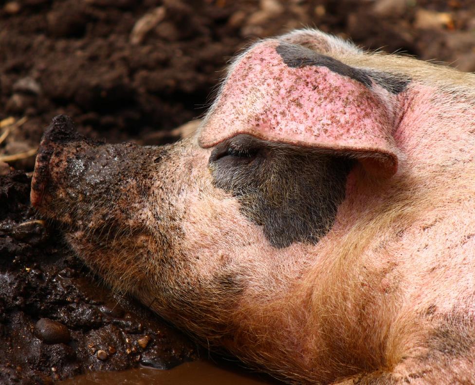 VILLAFRANCA HUELE MAL