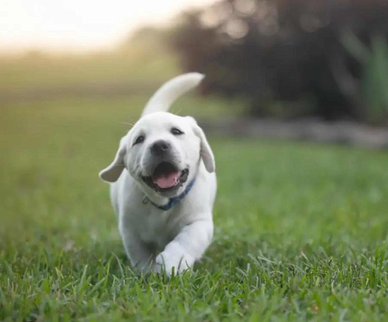 OTRA DE PERROS SUELTOS Y MÁS