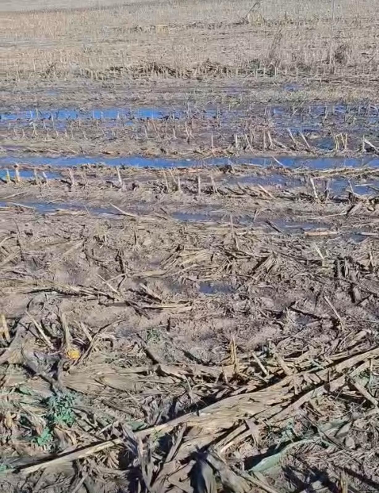 A ver si aprendemos, Ilustre